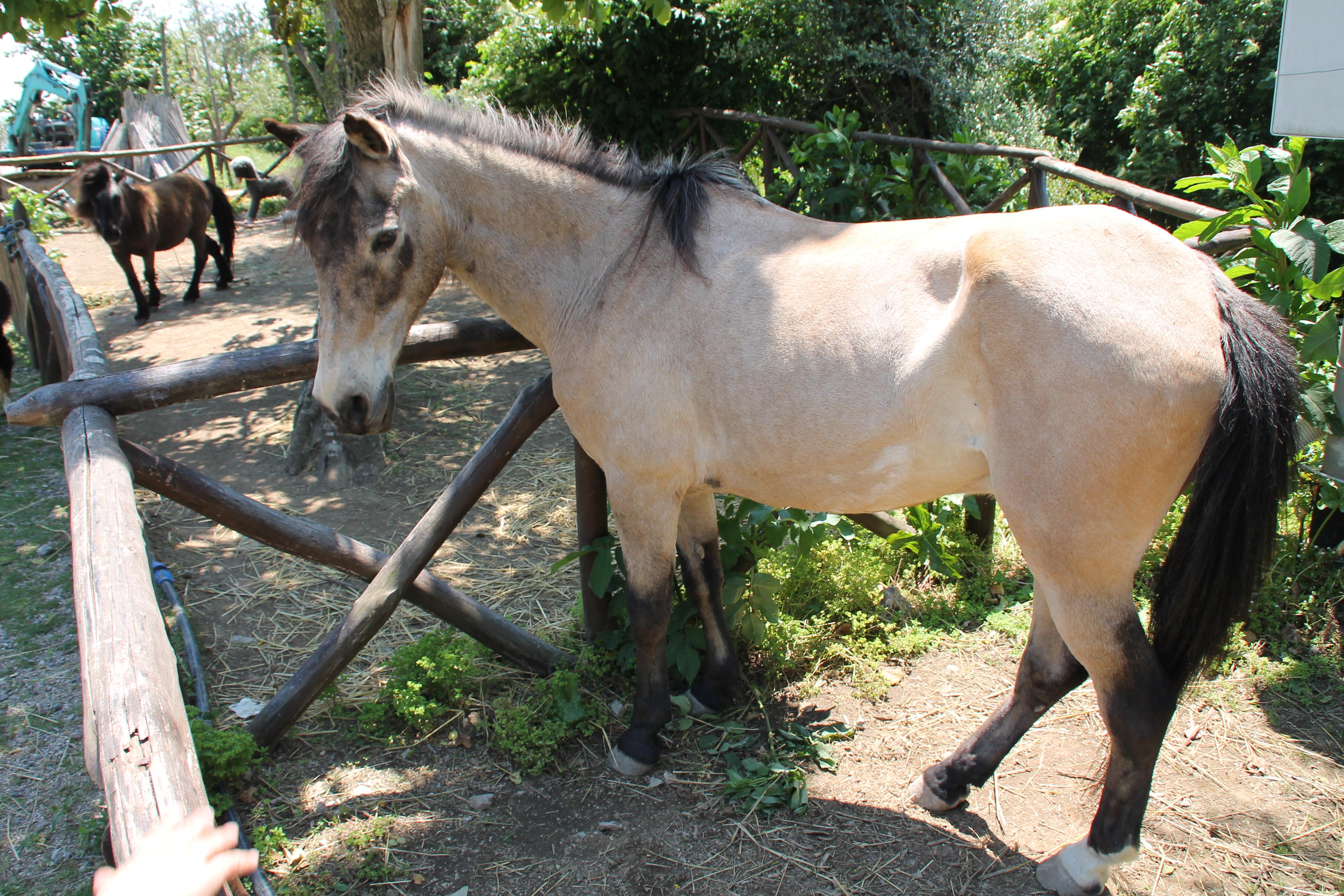 Agriturismo Piccolo Paradiso Piano di Sorrento Eksteriør bilde